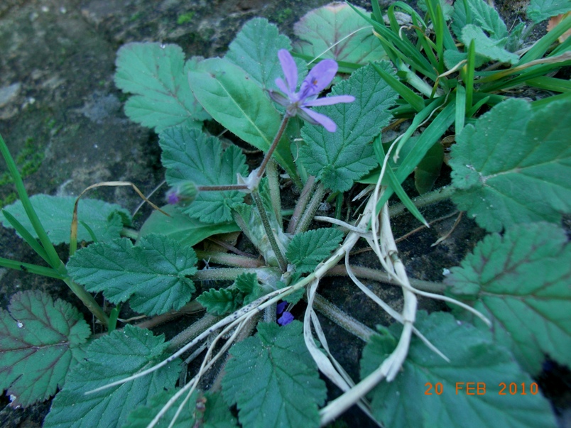 Erodium malacoides